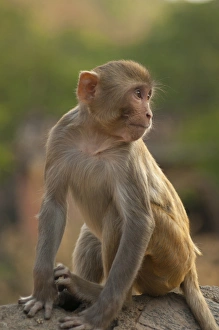 Inger Hogstrom Prints: Young Rhesus monkey, Monkey Temple, Jaipur, Rajasthan, India