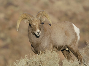 Ungulate Prints: Young Rocky Mountain bighorn ram during the rut along the Rio Grande River Canyon