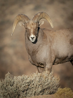 Ungulate Prints: Young Rocky Mountain bighorn ram during the rut along the Rio Grande River Canyon