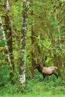 Images Dated 16th January 2023: Young Roosevelt bull elk, rainforest shades of green