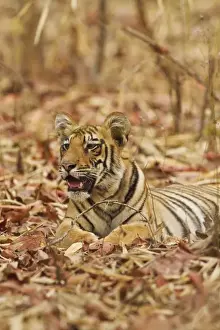 Young one of Royal Bengal Tiger, Tadoba Andheri Tiger Reserve, India
