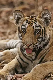 Endangered Prints: Young one of Royal Bengal Tiger, Tadoba Andheri Tiger Reserve, India