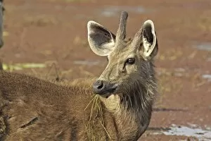 Young Sambar stag, Ranthambhor National Park, India