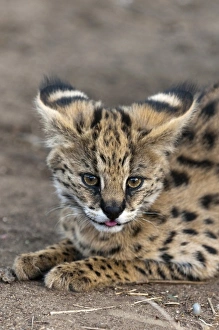 Images Dated 4th November 2010: Young Serval Cat (Felis serval), Captive, Hoedspruit Endangered Species Centre