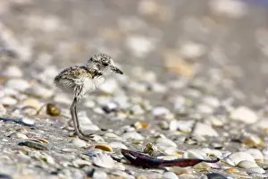 Young Snowy Plovers (Charadrius alexandrinus) leave their nest within three hours of hatching