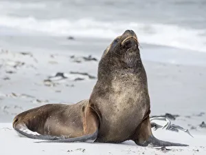 Malvinas Prints: Young South American sea lion bull on sandy beach, Falkland Islands