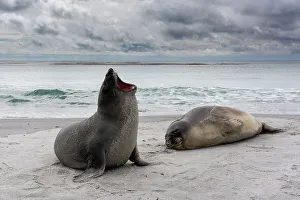 Relaxation Prints: Young southern elephant seals, Mirounga leonina