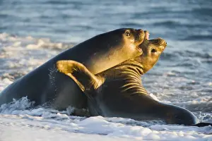 Theo Allofs Prints: young southern elephant seals (Mirounga leonina) playing in surf