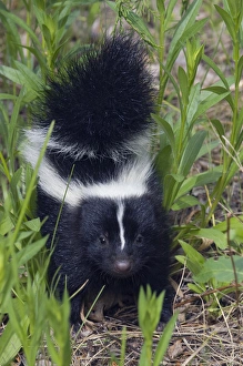 Images Dated 9th June 2009: Young Striped Skunk