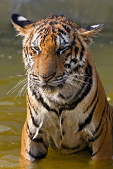 Young Tigers (about 11 months old) playing in water, Indochinese tiger or Corbetts tiger
