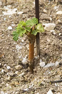 Images Dated 15th June 2005: a very young vine first year after plantation in sandy soil at the experimental vineyard