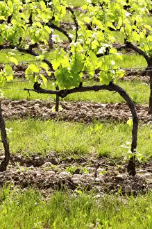 Young vines in the vineyard on the typical sandy pepply (galets) soil in Crozes Hermitage