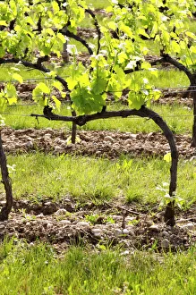Images Dated 14th May 2004: Young vines in the vineyard on the typical sandy pepply (galets) soil in Crozes Hermitage
