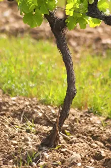 Young vines in the vineyard on the typical sandy pepply (galets) soil in Crozes Hermitage