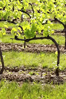 Cultivate Prints: Young vines in the vineyard on the typical sandy pepply (galets) soil in Crozes Hermitage