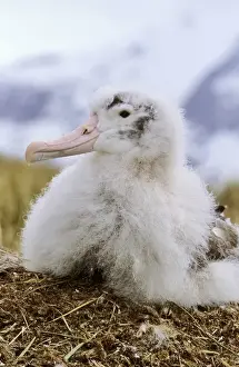 Funny Prints: Young Wandering Albatross (Diomendea exulans) portrait on nest, Island of South Georgia