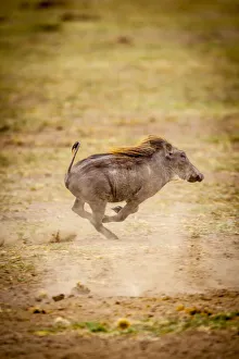 A young warthog kicks up dust as it runs