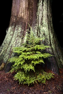 Images Dated 20th January 2007: Young western hemlock, Tsuga heterophylla, and western red cedar, Thuja plicata, Stanley Park