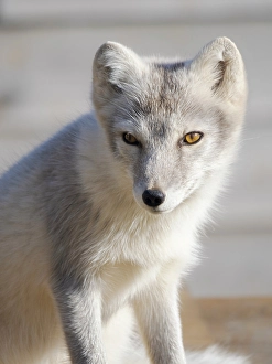 Polar Region Prints: Young white Arctic fox in an enclosure for orphaned arctic foxes of the Melrakkasetur (Arctic Fox Research Center)