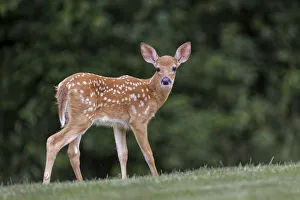 Very young white-tailed deer fawn