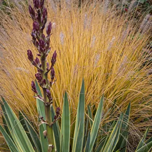 Northwest Prints: Yucca and Ornamental Grass in Fall, Washington, Lemolo Credit as