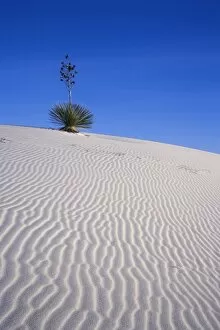 Images Dated 15th November 2006: Yucca plant atop dune, White Sands National Monument, New Mexico