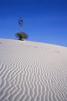 Images Dated 15th November 2006: Yucca plant atop dune, White Sands National Monument, New Mexico