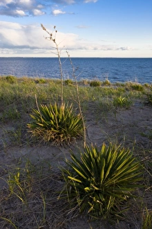 Long Beach Prints: Yucca plants on Long Beach in Stratford, Connecticut. Adjacent to the Great Meadows