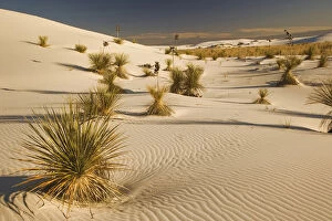 Images Dated 18th November 2006: Yucca plants at sunset, White Sands National Monument, New Mexico
