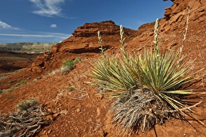 June Prints: yucca on red soil in canyonlands on northern Wyoming, USA, June