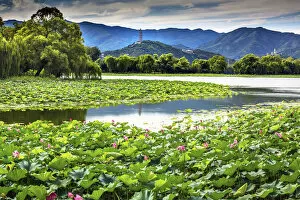 China Collection: Yue Feng Pagonda Pink Lotus Pads Garden Reflection Summer Palace Beijing China