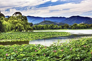 China Gallery: Yue Feng Pagonda Pink Lotus Pads Garden Reflection Summer Palace Beijing China