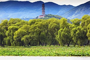 Yue Feng Pagonda Pink Lotus Pads Garden Willow Trees Summer Palace Beijing China