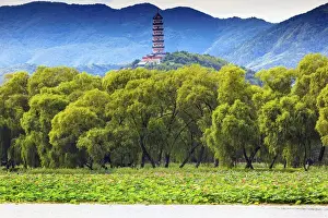 Dynasty Prints: Yue Feng Pagonda Pink Lotus Pads Garden Willow Trees Summer Palace Beijing China
