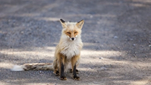 Yukon Prints: Yukon, Johnsons Crossing, Canada. Habituated Red Fox in the RV campground