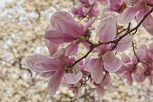 Louisville Prints: Yulan Magnolia blossoms, Cave Hll Cemetery, Louisville, Kentucky