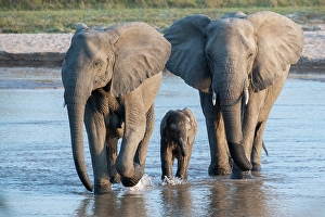 Images Dated 11th January 2024: Zambia, South Luangwa. Elephants with baby crossing river