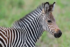 Strip Prints: Zambia, South Luangwa National Park. Baby Crawshay's zebra face detail