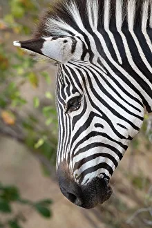 Images Dated 7th January 2023: Zambia, South Luangwa National Park. Crawshay's zebra face detail