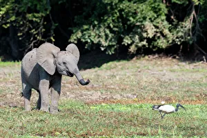 Images Dated 9th January 2023: Zambia, South Luangwa National Park. Young African elephant with ibis