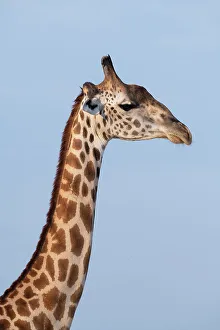Images Dated 7th January 2023: Zambia, South Luangwa National Park. Thornicroft's giraffe endemic to Luangwa