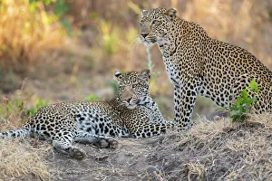Images Dated 7th January 2023: Zambia, South Luangwa National Park. Mother leopard with grown male cub