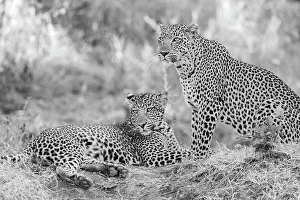 Images Dated 7th January 2023: Zambia, South Luangwa National Park. Mother leopard with grown male cub