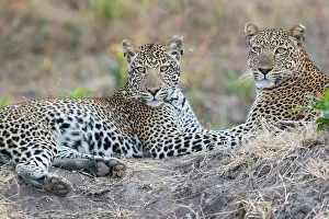 Images Dated 7th January 2023: Zambia, South Luangwa National Park. Mother leopard with grown male cub