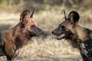 Images Dated 11th January 2024: Zambia, South Luangwa National Park. African wild dog