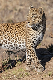Mature Prints: Zambia, South Luangwa National Park. Female leopard