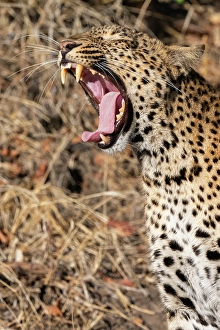 Leopard Prints: Zambia, South Luangwa National Park. Female leopard yawning