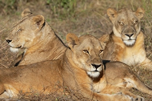 Lion Prints: Zambia, South Luangwa National Park. Three adult lionesses