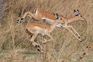 Ungulate Prints: Zambia, South Luangwa National Park. Impala