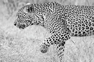Mature Prints: Zambia, South Luangwa National Park. Leopard